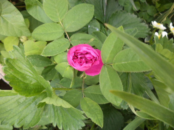 DSC03673 - ANUL 2015