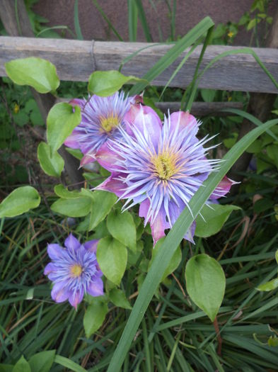 DSC03675 - ANUL 2015