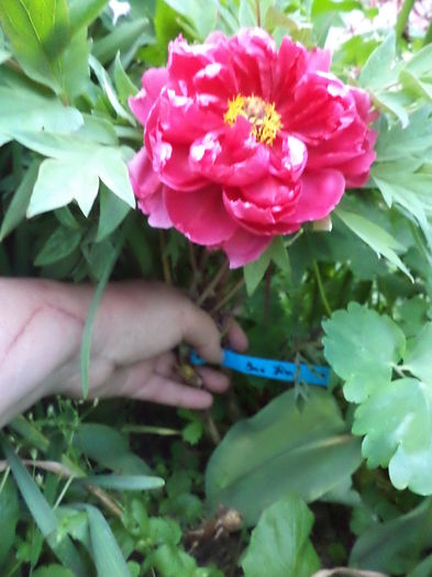 DSC03677 - ANUL 2015