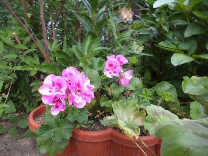 DSC03679