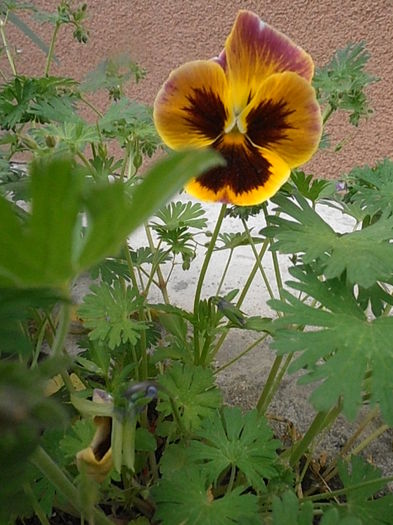 P5070194