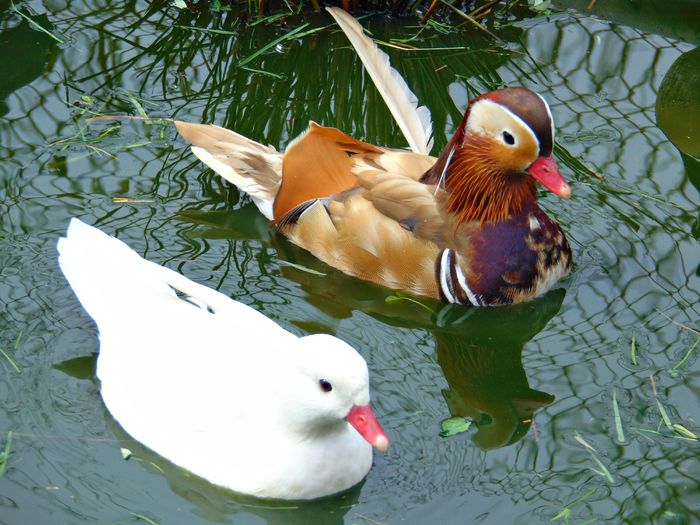 rate mandarine galbene - Rate mandarine galbene