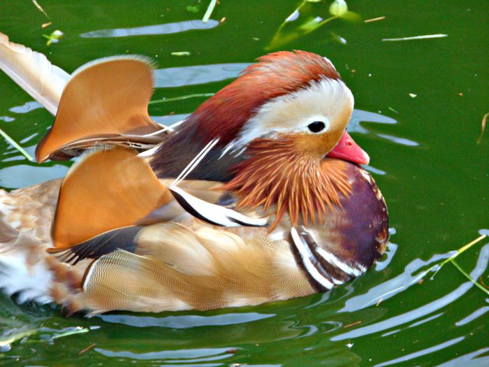 rate mandarine galbene - Rate mandarine galbene