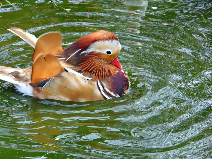 rate mandarine galbene - Rate mandarine galbene