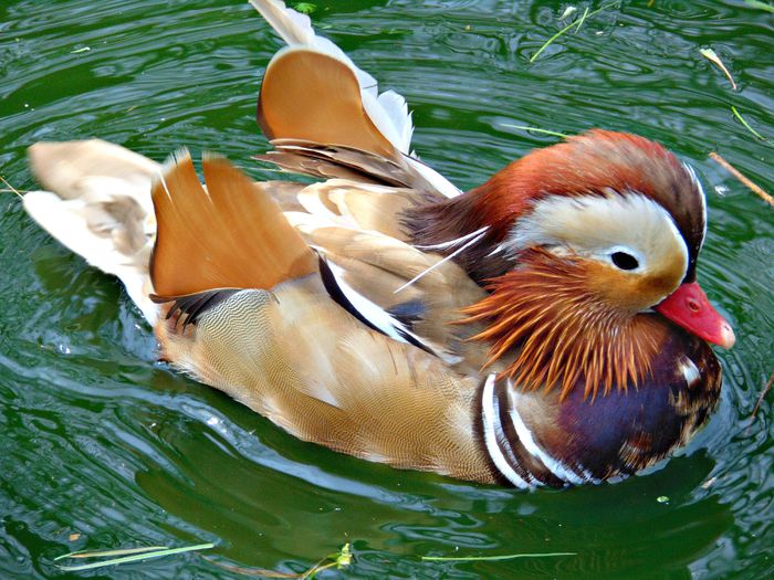 rate mandarine galbene - Rate mandarine galbene