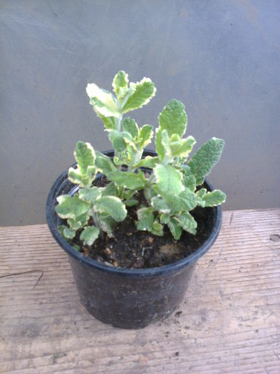 menta variegata 7lei