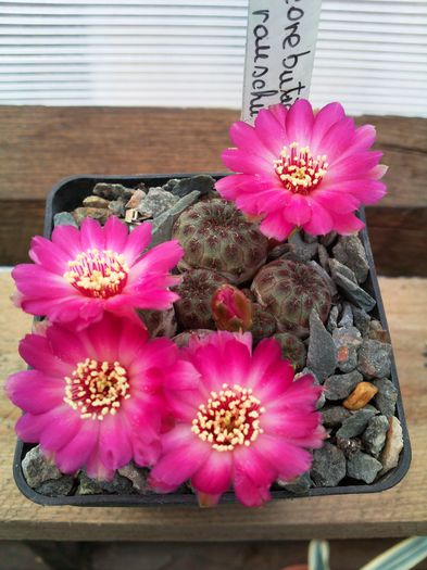 Photo0437 - Rebutia rauschii