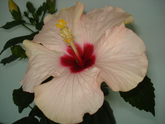 Saint Tropez - HIBISCUS 2015