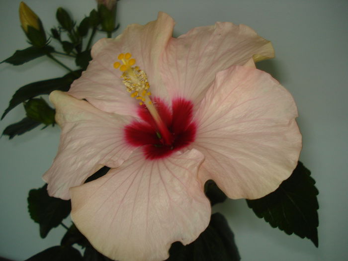 DSC00835 - HIBISCUS 2015