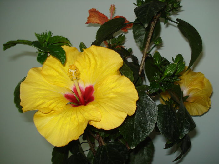 DSC00840 - HIBISCUS 2015