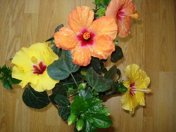 DSC00842 - HIBISCUS 2015