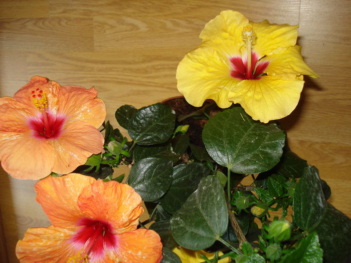 DSC00846 - HIBISCUS 2015