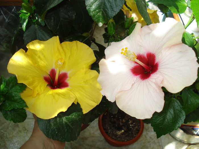 DSC00854 - HIBISCUS 2015