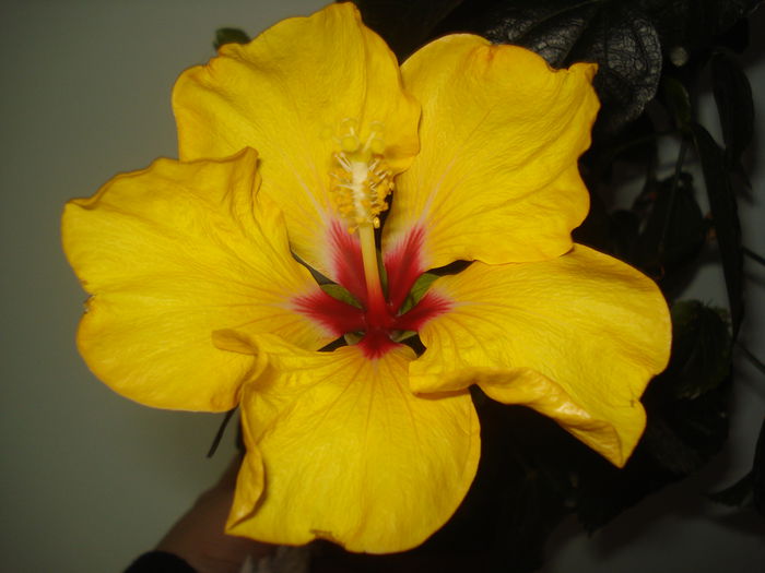 DSC09967 - Hibiscus Boreas Yellow