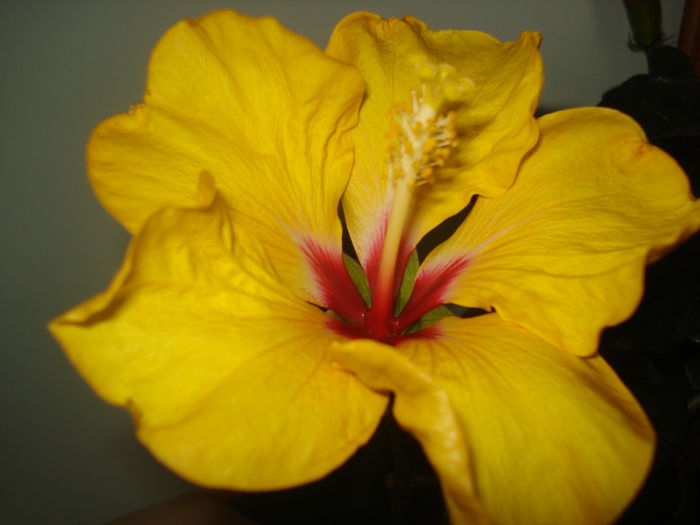 DSC09968 - Hibiscus Boreas Yellow