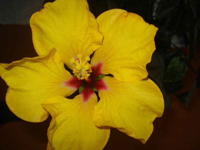 DSC09969 - Hibiscus Boreas Yellow