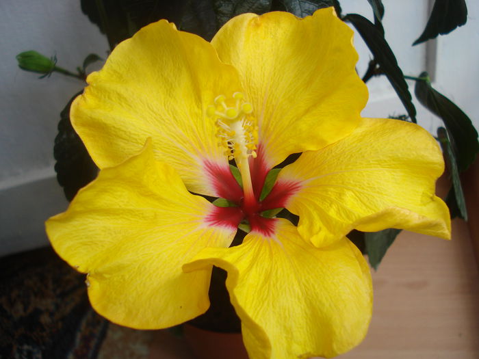 DSC09970 - Hibiscus Boreas Yellow