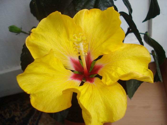 DSC09971 - Hibiscus Boreas Yellow
