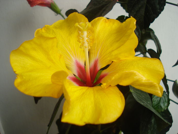 DSC09972 - Hibiscus Boreas Yellow