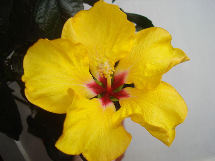 DSC09973 - Hibiscus Boreas Yellow