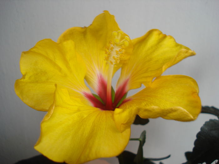 DSC09974 - Hibiscus Boreas Yellow