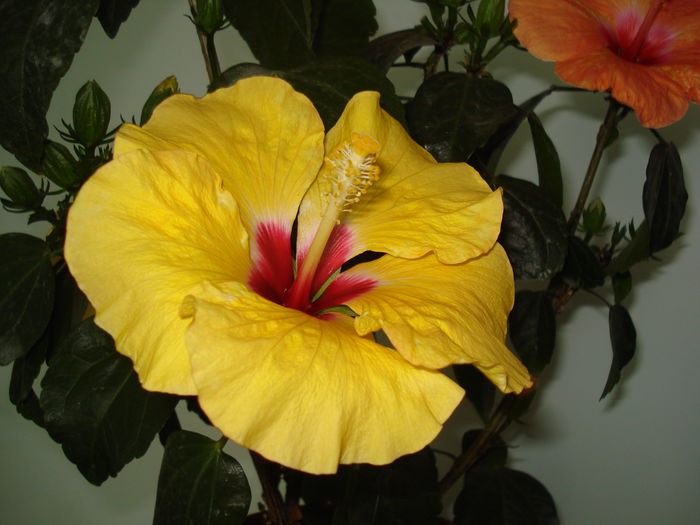 DSC00838 - Hibiscus Boreas Yellow