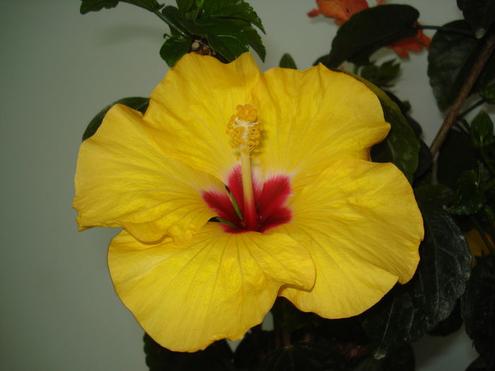 DSC00841 - Hibiscus Boreas Yellow