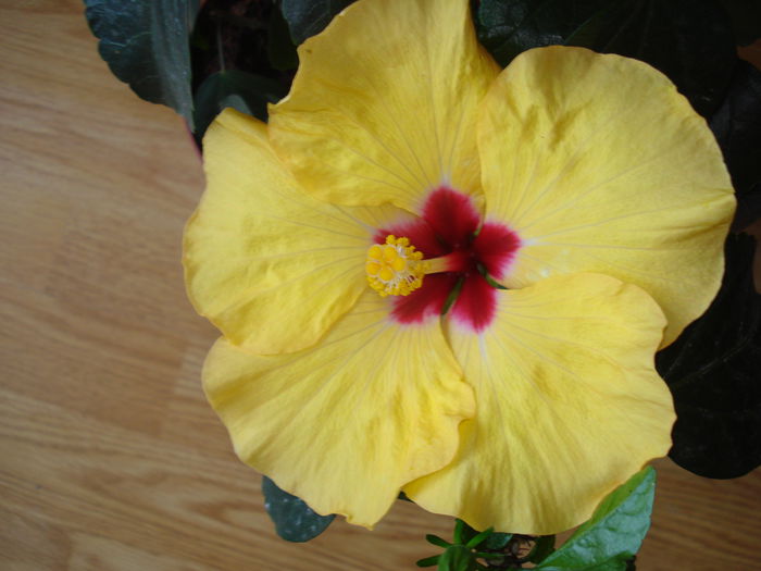 DSC00845 - Hibiscus Boreas Yellow