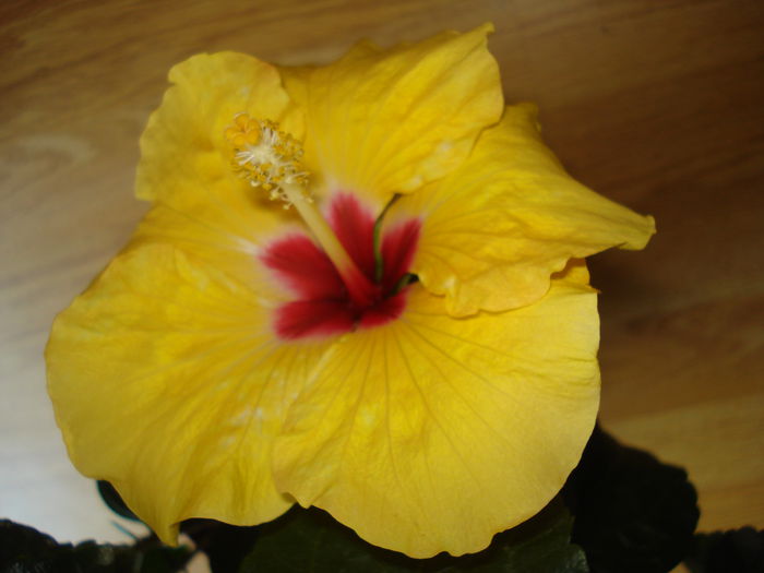 DSC00847 - Hibiscus Boreas Yellow