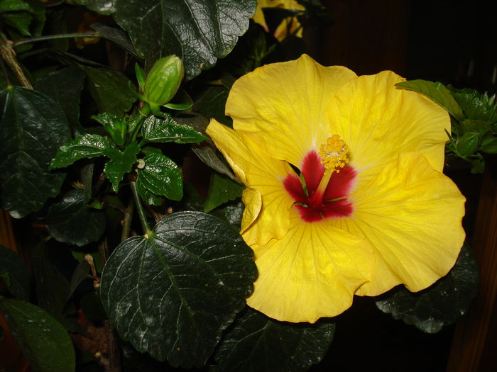 DSC00848 - Hibiscus Boreas Yellow