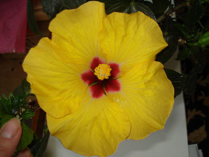 DSC00849 - Hibiscus Boreas Yellow