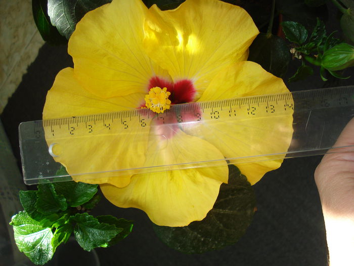 DSC00850 - Hibiscus Boreas Yellow