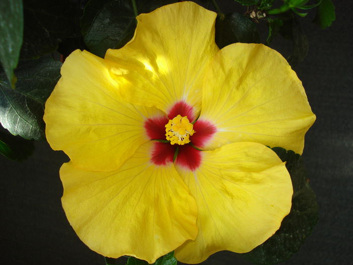 DSC00851 - Hibiscus Boreas Yellow