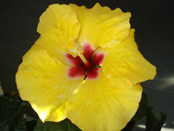 DSC00852 - Hibiscus Boreas Yellow