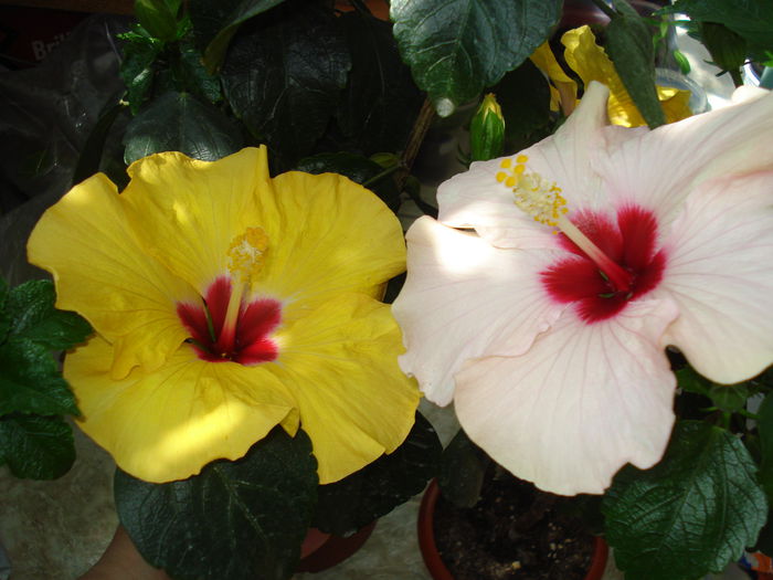 DSC00855 - Hibiscus Boreas Yellow