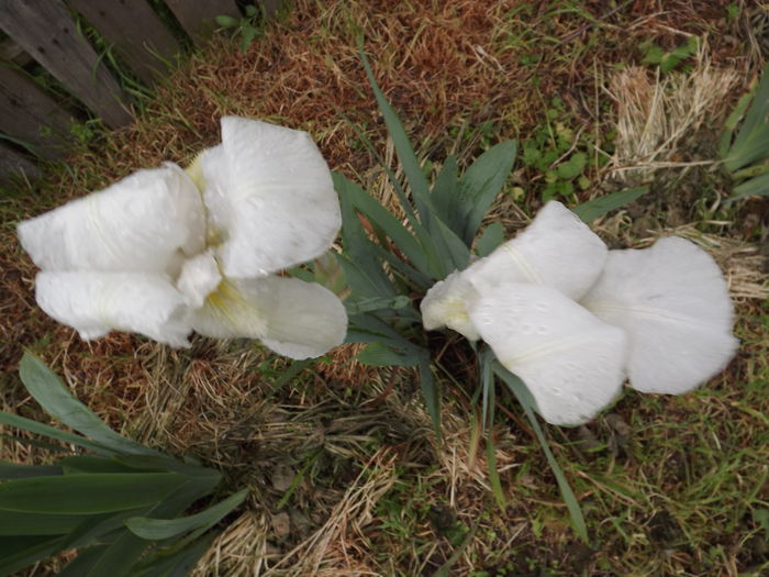 DSCF3714 - Irisi