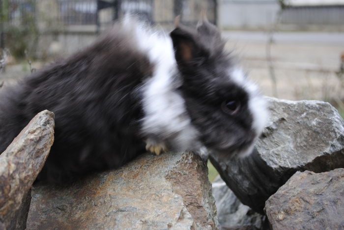 _DSC0166 - Iepuri Angora Pitic si Cap de Leu-2014