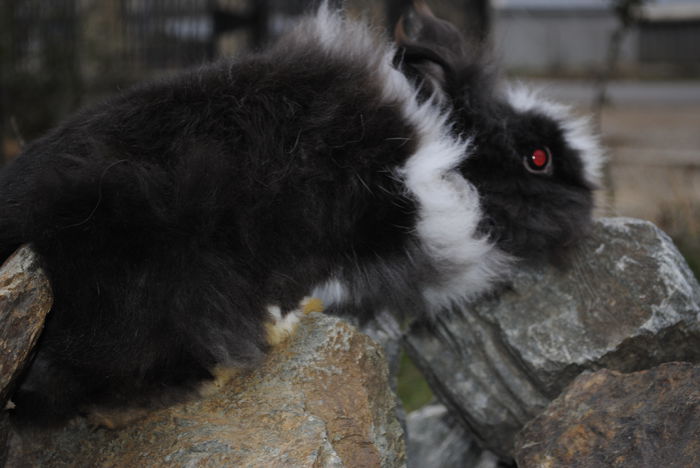 _DSC0167 - Iepuri Angora Pitic si Cap de Leu-2014