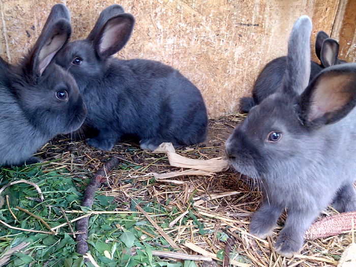 IMG_20150509_143632_1