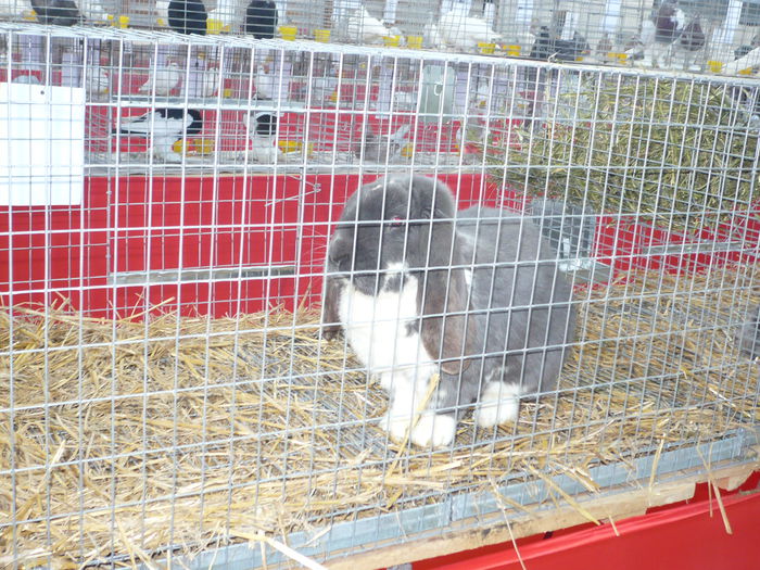 P1050938 - Expozitie 2015 - 14 Februarie - Medias -Asociatia columbofila Tarnava-Mare