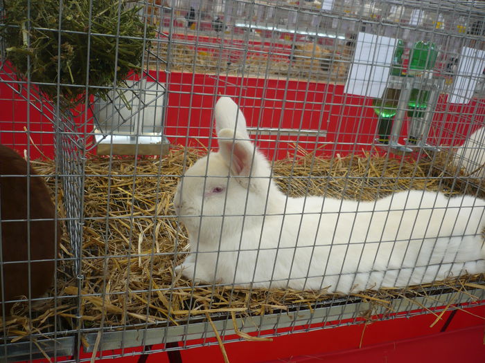 P1050947 - Expozitie 2015 - 14 Februarie - Medias -Asociatia columbofila Tarnava-Mare