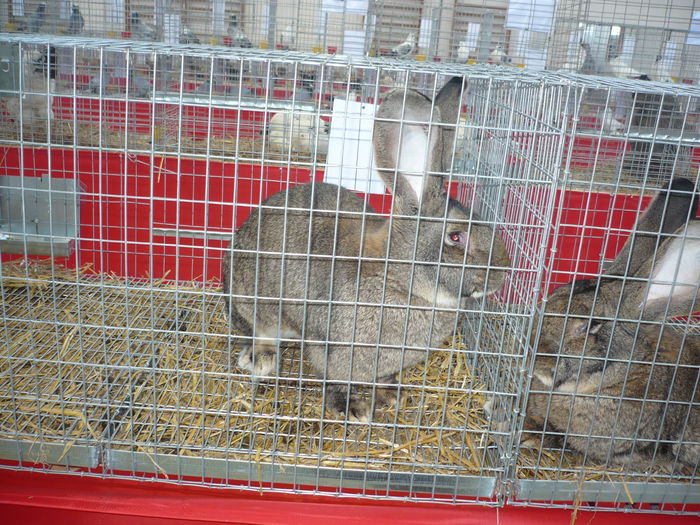 P1050952 - Expozitie 2015 - 14 Februarie - Medias -Asociatia columbofila Tarnava-Mare