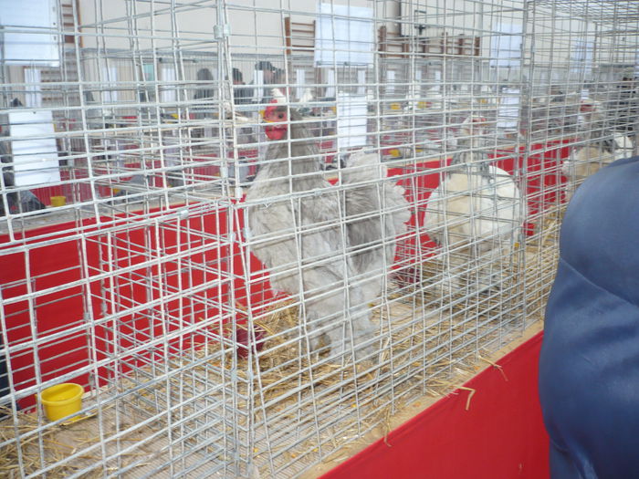 P1050971 - Expozitie 2015 - 14 Februarie - Medias -Asociatia columbofila Tarnava-Mare