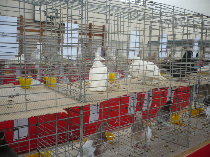 P1050987 - Expozitie 2015 - 14 Februarie - Medias -Asociatia columbofila Tarnava-Mare