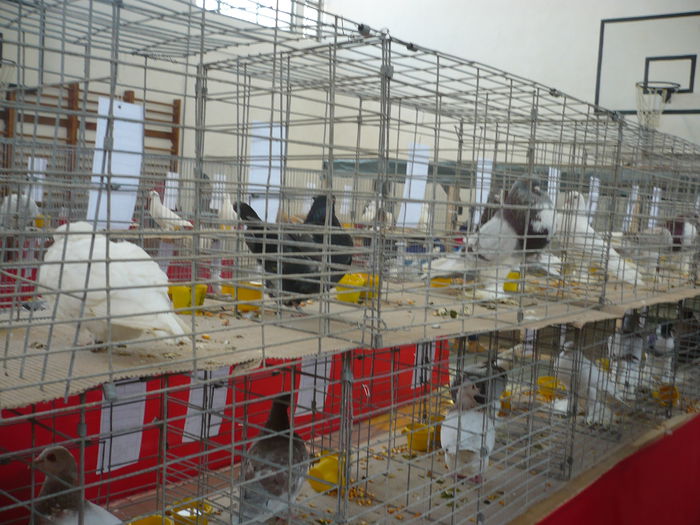 P1050990 - Expozitie 2015 - 14 Februarie - Medias -Asociatia columbofila Tarnava-Mare