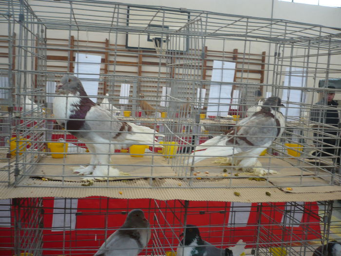 P1050994 - Expozitie 2015 - 14 Februarie - Medias -Asociatia columbofila Tarnava-Mare