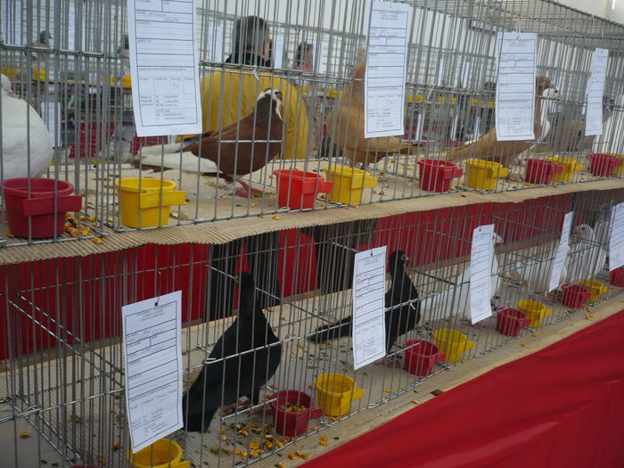 P1060004 - Expozitie 2015 - 14 Februarie - Medias -Asociatia columbofila Tarnava-Mare