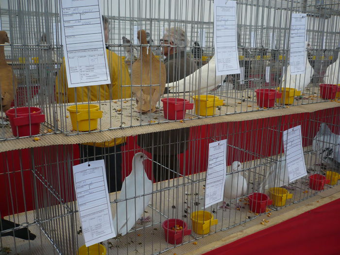 P1060005 - Expozitie 2015 - 14 Februarie - Medias -Asociatia columbofila Tarnava-Mare