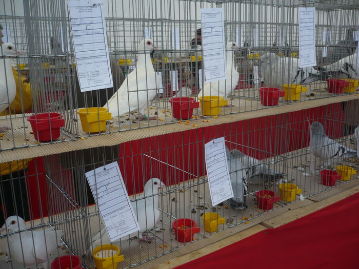 P1060006 - Expozitie 2015 - 14 Februarie - Medias -Asociatia columbofila Tarnava-Mare