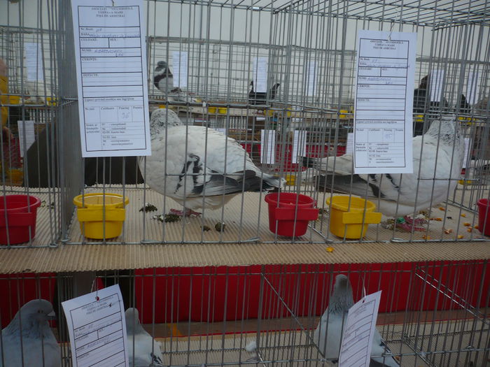P1060007 - Expozitie 2015 - 14 Februarie - Medias -Asociatia columbofila Tarnava-Mare